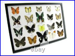 20 vrais papillons préparés comme murale vitrine taxidermie A-20-madam-12