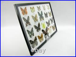 20 vrais papillons préparés comme murale vitrine taxidermie A-20-madam-12