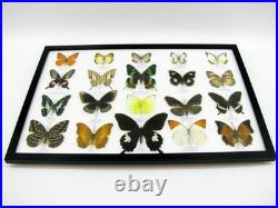 20 vrais papillons préparés comme murale vitrine taxidermie A-20-madam-12