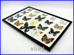 20 vrais papillons préparés comme murale vitrine taxidermie A-20-madam-12