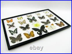 20 vrais papillons préparés comme murale vitrine taxidermie A-20-madam-12
