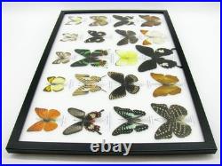 20 vrais papillons préparés comme murale vitrine taxidermie A-20-madam-12