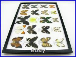 20 vrais papillons préparés comme murale vitrine taxidermie A-20-madam-12