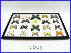 20 vrais papillons préparés comme murale vitrine taxidermie A-20-madam-12