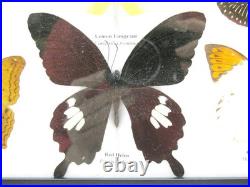 20 vrais papillons préparés comme murale vitrine taxidermie A-20-madam-12