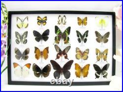 20 vrais papillons préparés comme murale vitrine taxidermie A-20-madam-15
