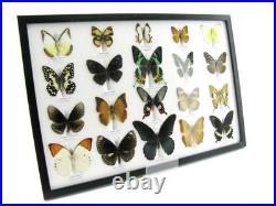 20 vrais papillons préparés comme murale vitrine taxidermie A-20-madam-15