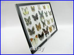 20 vrais papillons préparés comme murale vitrine taxidermie A-20-madam-15