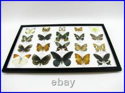 20 vrais papillons préparés comme murale vitrine taxidermie A-20-madam-15