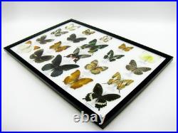 20 vrais papillons préparés comme murale vitrine taxidermie A-20-madam-15