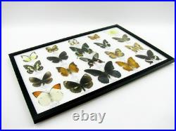 20 vrais papillons préparés comme murale vitrine taxidermie A-20-madam-15