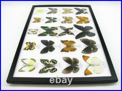 20 vrais papillons préparés comme murale vitrine taxidermie A-20-madam-15