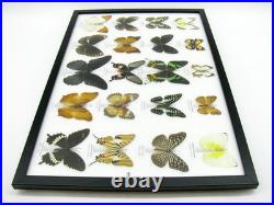 20 vrais papillons préparés comme murale vitrine taxidermie A-20-madam-15