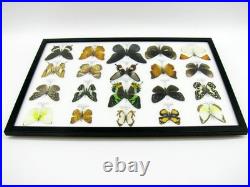 20 vrais papillons préparés comme murale vitrine taxidermie A-20-madam-15