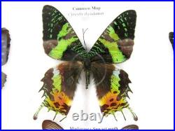 20 vrais papillons préparés comme murale vitrine taxidermie A-20-madam-15