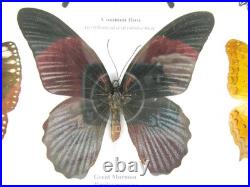 20 vrais papillons préparés comme murale vitrine taxidermie A-20-madam-15