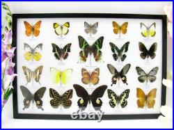 20 vrais papillons préparés comme murale vitrine taxidermie A-20-madam-18
