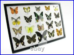 20 vrais papillons préparés comme murale vitrine taxidermie A-20-madam-18