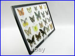 20 vrais papillons préparés comme murale vitrine taxidermie A-20-madam-18