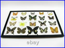 20 vrais papillons préparés comme murale vitrine taxidermie A-20-madam-18 20 vrais papillons préparés comme murale vitrine taxidermie A-20-madam-18