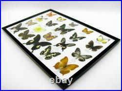 20 vrais papillons préparés comme murale vitrine taxidermie A-20-madam-18