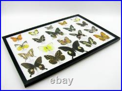 20 vrais papillons préparés comme murale vitrine taxidermie A-20-madam-18