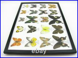 20 vrais papillons préparés comme murale vitrine taxidermie A-20-madam-18