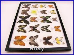20 vrais papillons préparés comme murale vitrine taxidermie A-20-madam-18