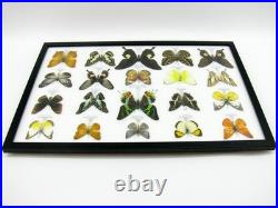 20 vrais papillons préparés comme murale vitrine taxidermie A-20-madam-18