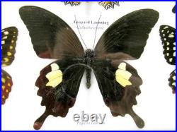 20 vrais papillons préparés comme murale vitrine taxidermie A-20-madam-18 20 vrais papillons préparés comme murale vitrine taxidermie A-20-madam-18