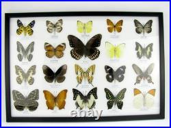 20 vrais papillons préparés comme murale vitrine taxidermie A-20-o-02