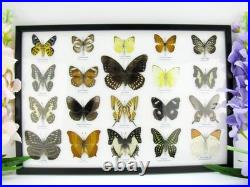 20 vrais papillons préparés comme murale vitrine taxidermie A-20-o-02