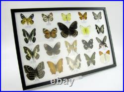 20 vrais papillons préparés comme murale vitrine taxidermie A-20-o-02