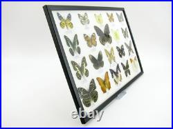 20 vrais papillons préparés comme murale vitrine taxidermie A-20-o-02