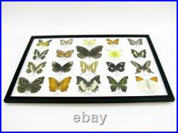 20 vrais papillons préparés comme murale vitrine taxidermie A-20-o-02