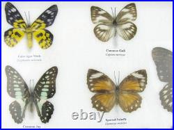 20 vrais papillons préparés comme murale vitrine taxidermie A-20-o-02