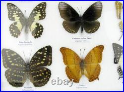 20 vrais papillons préparés comme murale vitrine taxidermie A-20-o-02