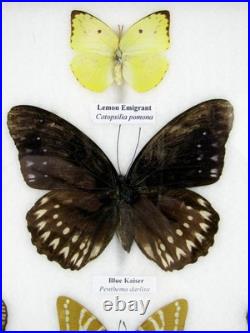 20 vrais papillons préparés comme murale vitrine taxidermie A-20-o-02