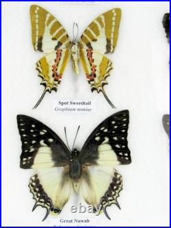 20 vrais papillons préparés comme murale vitrine taxidermie A-20-o-02