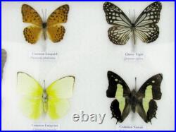 20 vrais papillons préparés comme murale vitrine taxidermie A-20-o-02