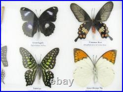 20 vrais papillons préparés comme murale vitrine taxidermie A-20-o-02