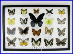 20 vrais papillons préparés comme murale vitrine taxidermie A-20-o-15