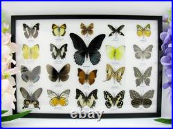 20 vrais papillons préparés comme murale vitrine taxidermie A-20-o-15