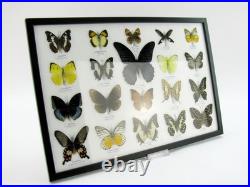 20 vrais papillons préparés comme murale vitrine taxidermie A-20-o-15