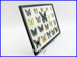 20 vrais papillons préparés comme murale vitrine taxidermie A-20-o-15