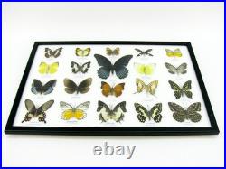 20 vrais papillons préparés comme murale vitrine taxidermie A-20-o-15