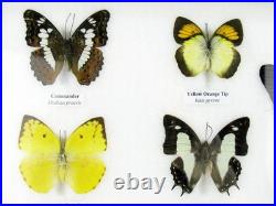20 vrais papillons préparés comme murale vitrine taxidermie A-20-o-15