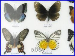 20 vrais papillons préparés comme murale vitrine taxidermie A-20-o-15