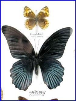 20 vrais papillons préparés comme murale vitrine taxidermie A-20-o-15