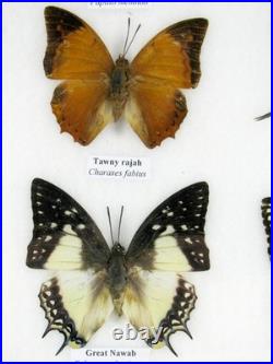 20 vrais papillons préparés comme murale vitrine taxidermie A-20-o-15